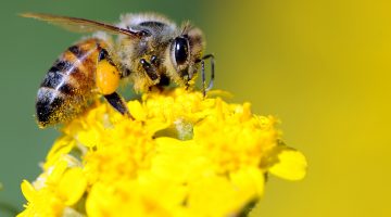 bee pollinator garden tips and tricks