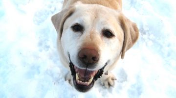 outdoor pet tips